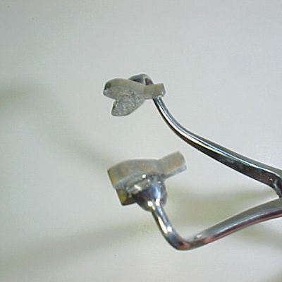 House Fly (general wing shape)