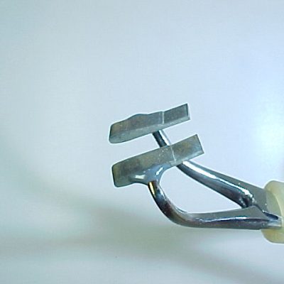 Adult Stone Wing