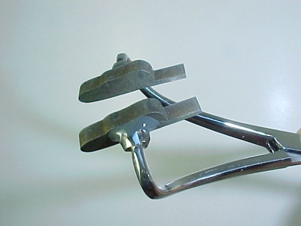 Adult Stone Spent Wing (Size 12)